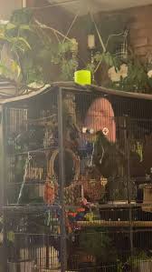 What is she doing? Happy? Territorial? : r/Conures