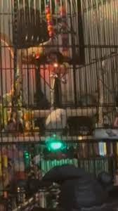 Why is my parakeet chirping and wanting out?