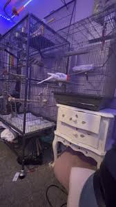 Basil would rather play with metal than her actual toys : r/cockatiel