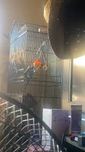 Sometimes all my bird wants is 100% silence. No fans, no sounds playing from any technology basically. So he can hear himself sing. : r/budgies