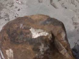 Mussel Fossil 33Mil to 550Mil Yrs large 6 1/2"L x 4"W x 2" thick California | eBay