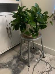 Hampden Furnishings 18" Felix Collection Steel Stool with Backrest Gray : Target