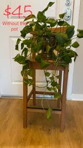 INDOOR PLANTS All Only $250 for Sale in Chandler, AZ - OfferUp