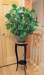 Scroll Trellis Climbing And Hanging Plants 1 7 Ft Tall | Desertcart Belize