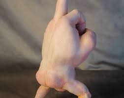 Middle Finger, Sculpture Cabinet of Curiosity - Etsy