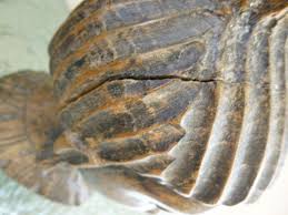 Vintage Hand Carved Wooden African Female Lady Head Tribal Art Ornament Bust | eBay