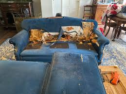 The crime and the criminal : r/Whippet