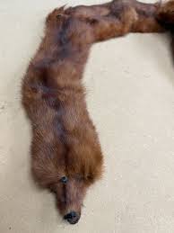 VINTAGE MINK BOA--HEAD, PAWS AND TAILS 3 PELTS DAVIDSON'S INDIANA FUR CO | eBay