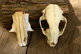 Vintage Skull Bones Haunting Project Teeth Lot3 Estate Jaw Unusual Craft GQ | eBay