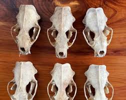 Beetle Cleaned Wild Mink Skull - Etsy