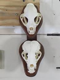 Sold at Auction: 2 Very Nice Skulls w/All Teeth, Bobcat & North American Badger TAXIDERMY