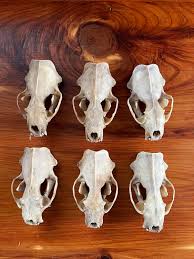 Mink Skulls - Etsy