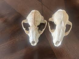 Real or fake skulls? : r/bonecollecting