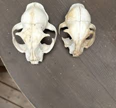 Why is the left skull larger than the right skull? : r/vultureculture