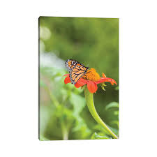 East Urban Home Close-up of Monarch Butterfly Perching on Flower - Wrapped Canvas Photograph Print | Wayfair