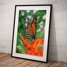 Monarch Butterfly on Cape Honeysuckle Art Print by Debra Martz - Debra Martz Official Website