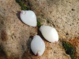 5 Natural Calpurnus Verrucosus Shells: 2.5cm Craft Decoration - Etsy