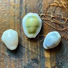 Cypraea Moneta Money Cowrie Set - Rare Hawaii Finds! - Etsy Canada