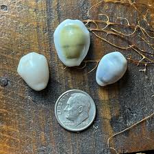 I heard someone say, “Show me the money!” Well, here it is: my money cowries aka cypraea (Monetaria) moneta. 😬 These cowries were found at same beach on different days. Really neat