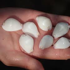 Natural White Jade Rabbit Snail White Conch for DIY Treasures