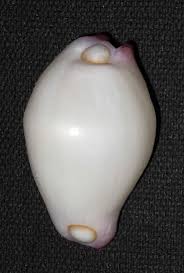 玉兔螺- 维基百科,自由的百科全书