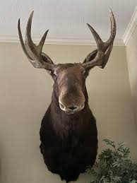 Moose head/ shoulder Mount Taxidermy Huge | eBay