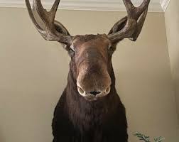 Moose Shoulder Mount Taxidermy - Etsy