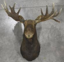 Sold at Auction: Large Moose Taxidermy Shoulder Mount