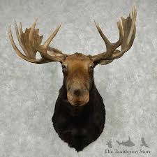 Moose Shoulder Taxidermy Mount For Sale #13806 - The Taxidermy Store