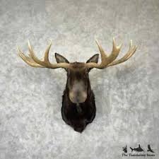 Elk Head Mount | eBay