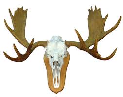 European Mount Rack Moose Skull & Antlers Taxidermy Head | eBay