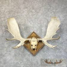 Moose Skull European Taxidermy Piece For Sale - Creel Taxidermy