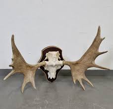 Huge Moose horn – 13-pin