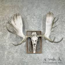 Alaskan Yukon Moose Skull European Mount For Sale #25915 ...