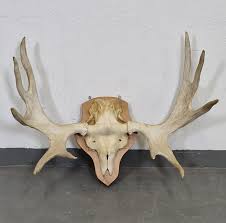 Huge Moose horn – 10-tag