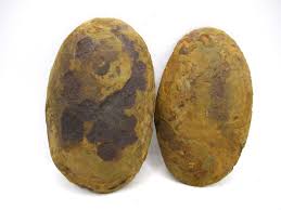 Mazon Creek Pennsylvanian Age Plant Nodule