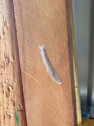 Can anyone tell me if these are spider eggs : r/spiders