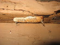 fungus on fence | Sharon Plumb