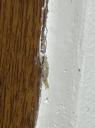 Anyone know what this sht is ? : r/VietNam