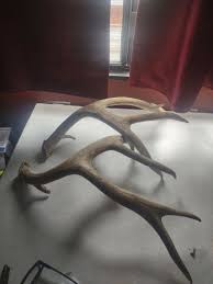 deer antler sheds for sale Thick, Nice Brown Color, Heavy,6 ...