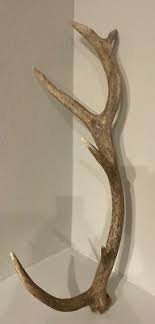 Antler Shed Huge Deer~Elk, Red stag, Fallow, Whitetail, Axis ...