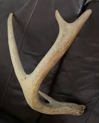 Four 4 Point Whitetail ? Deer Shed Antler 18” L x 12” W ...