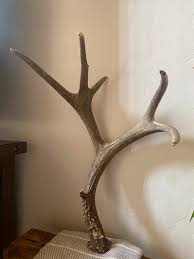 Large Mule Deer Shed ~ Antler ~ Decor - Etsy
