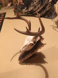 European Deer Skull Mount Wall / Table Pedestal Plaque ...