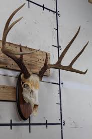 Sold at Auction: 8-Point WHITETAIL DEER Skull on a Wooden Plaque
