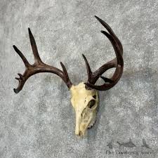 Whitetail Deer Skull European Mount For Sale #29470 - The ...