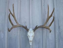 MULE DEER EUROPEAN MOUNTS