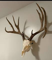 A big Muley, with character. Can't ask for much more than ...