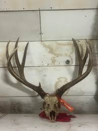 My daughter's muledeer might have been more than “decent ...