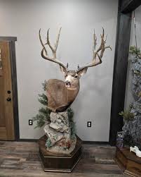 One of the largest wild mule deer taken of all time. I made the original reproduction mold and colored the antlers of the reproduction big foot buck taken by the late Dennis